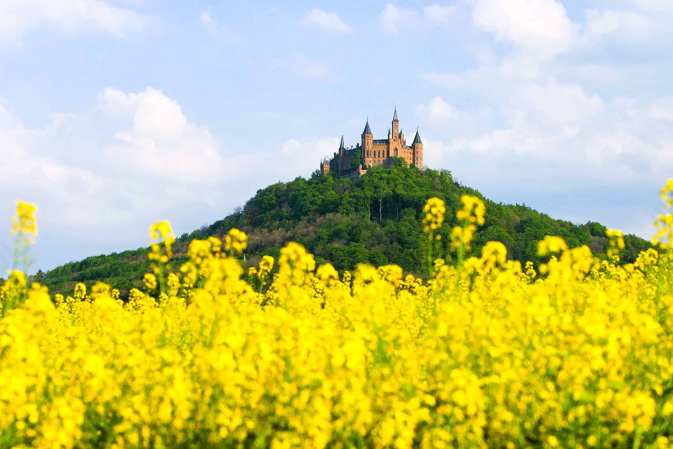 Burg auf Hügel, gelbes Blumenfeld